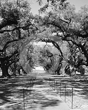 Oak covered path