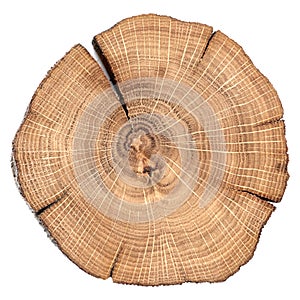 Oak cracked split with growth rings isolated