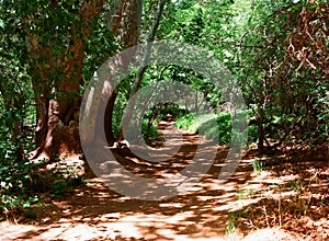 Oak Creek Trail Arizona near Cathedral Rock on Film