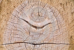 Oak Cross Section