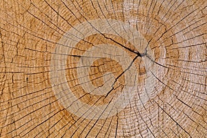 Oak Cross Section Crack