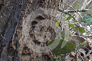 The Oak Curtain Crust Hymenochaete rubiginosa is an inedible mushroom on Oaks photo