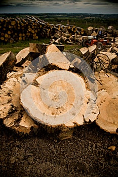 Oak cut timber