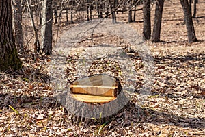 Oak cutting is not legal, vandalism in an oak grove