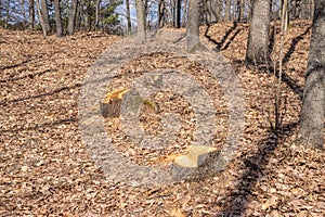 Oak cutting is not legal, vandalism in an oak grove