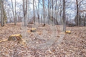 Oak cutting is not legal, vandalism in an oak grove