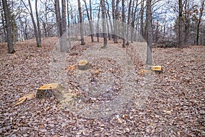 Oak cutting is not legal, vandalism in an oak grove