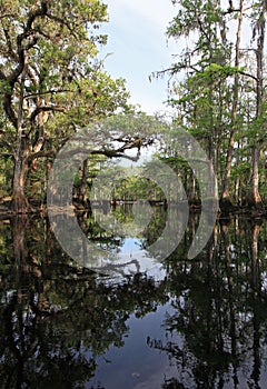 Oak and Cypress Trees on the banks of Fisheating Creek.