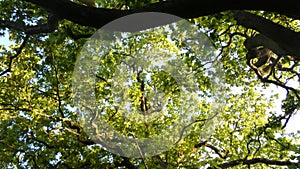 Oak Duir Quercus Tree at sunset