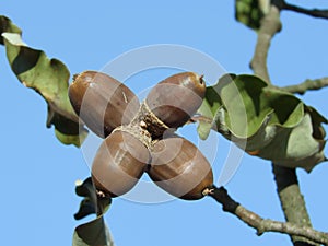 Oak Durmast Oak tree german oak acorn
