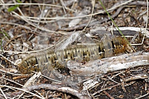 Oak Eggar Caterpillar