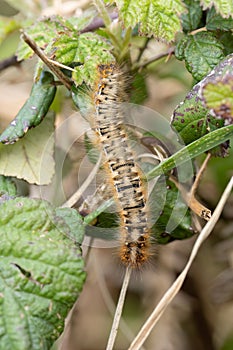 Oak Eggar caterpillar aka Lasiocampa quercus. UK.