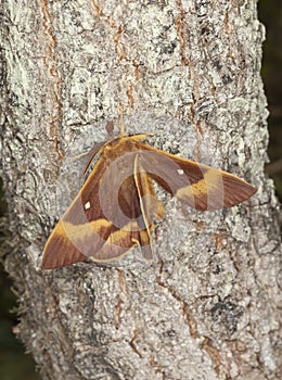 Oak eggar (Lasiocampa quercus)