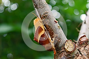 Oak eggar Lasiocampa quercus mating
