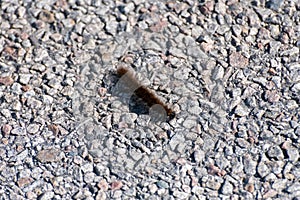 Oak Eggar moth caterpillar