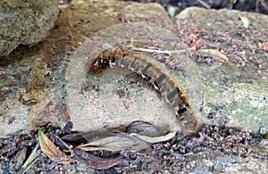 Oak Eggar Moth Caterpillar Photo