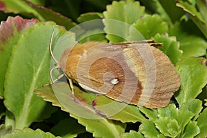 Oak Eggar Moth photo
