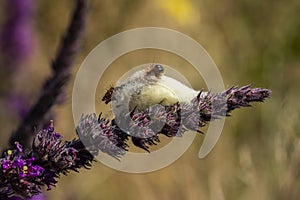 Oak Eggar moth  Lasiocampa quercus caterpillar larvae leaving its cocoon