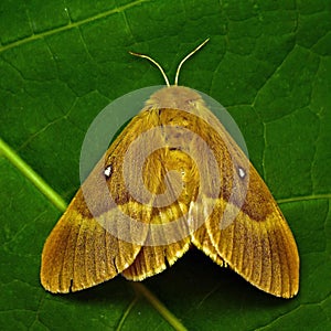Oak Eggar Moth - Lasiocampa quercus photo