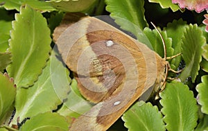 Oak Eggar Moth photo