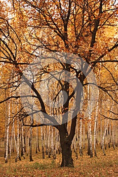 An oak in an environment of young birches