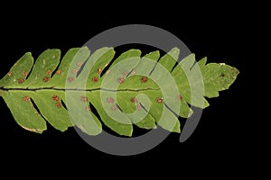 Oak Fern Gymnocarpium dryopteris. Pinna Closeup