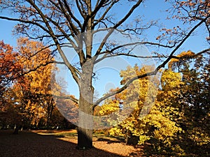 Oak, flown tree in autumn park