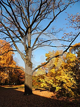 Oak, flown tree in autumn park