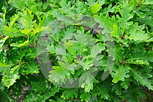 Oak foliage