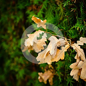 Oak foliage with cypress in background