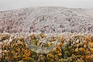 Oak forest in autumn