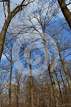 Oak forest with bare trees in early spring