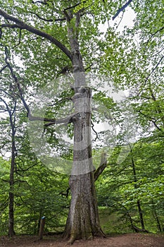 Oak forest at le TronÃ§ais in France.