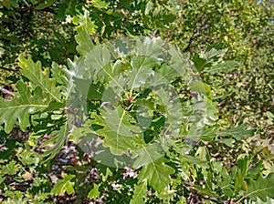 Oak forest. Oak branch in the sunlit forest.