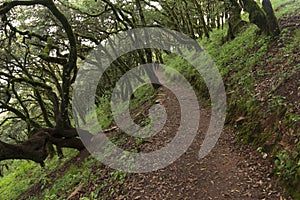 Trail in the Sierra Gorda towards the viewpoint of Cuatro Palos photo