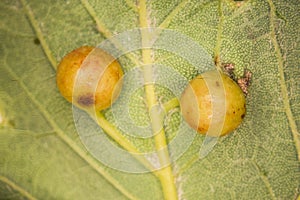 Oak gall apple