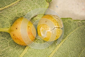 Oak gall apple