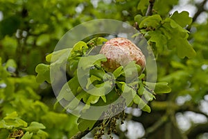 oak gall in between fresh green spring leafs