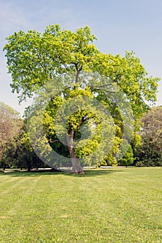 Oak is a genus of plants belonging to the Fagaceae family
