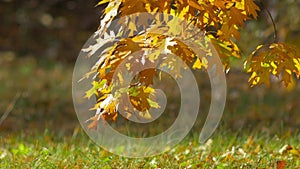 Oak golden leaves sway above green grass in light breeze at autumn sunset