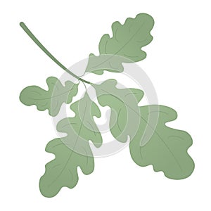 Oak green leaf for decoration and detailed or decorations. Summer beautiful simple leaf