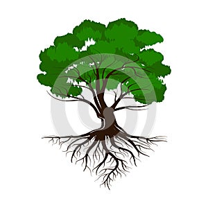 Oak a green life tree with roots and leaves. Vector illustration icon isolated on white background