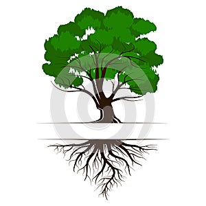 Oak a green life tree with roots and leaves. Vector illustration icon isolated on white background