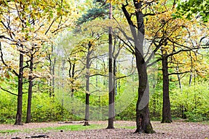 oak grove in forest in sunny october day