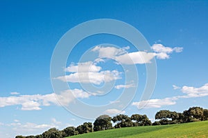 Oak grove on a green grass hill, under a blue sky