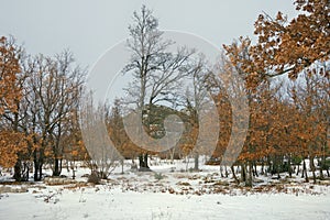 Oak grove. Snowy countryside landscape on cloudy winter day. Bosnia and Herzegovina