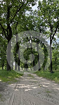 An oak grove in the summer and a country road