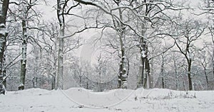 Oak grove under the snow. Majestic trees covered with a layer of snow, panorama, winter, cold, daytime.