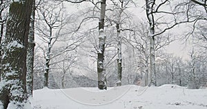 Oak grove under the snow. Majestic trees covered with a layer of snow, panorama, winter, cold, daytime.