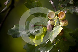 The oak and her jerks